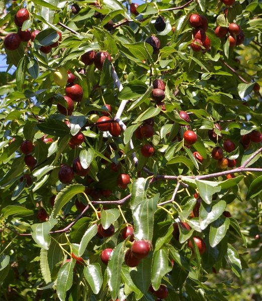Ziziphus jujuba 'Abundance'